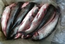 285 kg de peşte confiscat de poliţiştii de frontieră din cadrul Sectorului Poliţiei de Frontieră Chirnogi