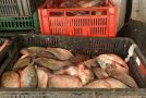 Pește vândut fără documente legale și în condiții improprii, confiscat de jandarmii călărășeni