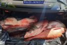 Polițiștii au confiscat aproximativ 200 de kilograme de pește