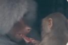 Video / Maimuțele de la ZOO Călărași au ajuns ca să mănânce șobolani